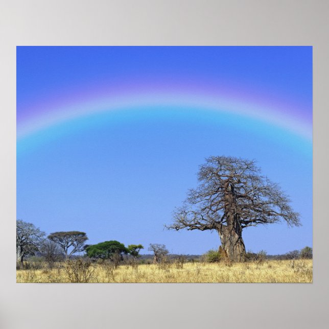 Rainbow och African baobab träd, Adansonia Poster (Framsidan)