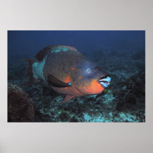 Rainbow Parrotfish Poster