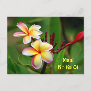 Rainbow Plumeria Flowers, Maui Nō Ka Oi Vykort