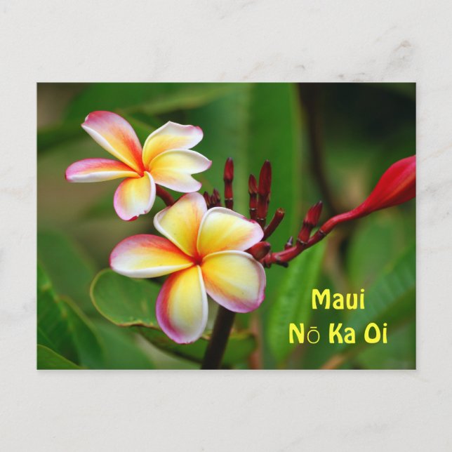 Rainbow Plumeria Flowers, Maui Nō Ka Oi Vykort (Framsida)