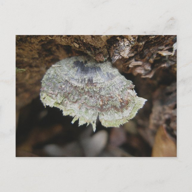Rainbow Shelf Fungus vycard Vykort (Framsida)