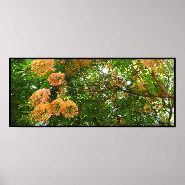 Rainbow Shower Träd Hawaii Poster utskrifter (Framsidan)