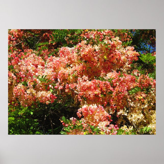 Rainbow Shower Träd Poster (Framsidan)