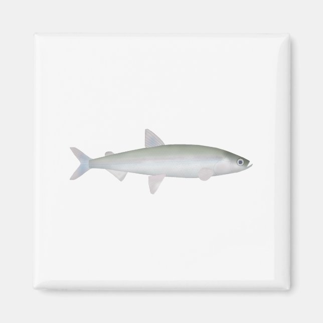 Rainbow Smelt Magnet (Framsidan)