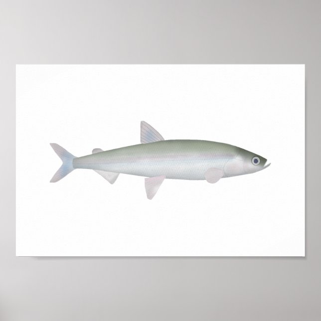 Rainbow Smelt Poster (Framsidan)