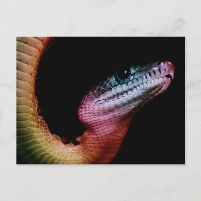 Rainbow Snake Vykort (Framsida)
