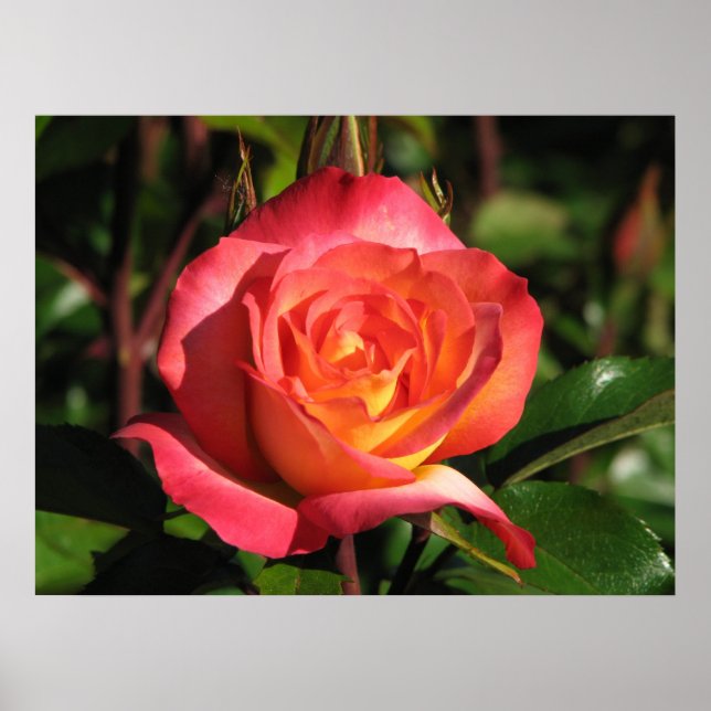 Rainbow Sorbet Floribunda Ro 139 Poster (Framsidan)