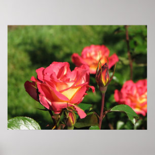 Rainbow Sorbet Floribunda Ro 140 Poster