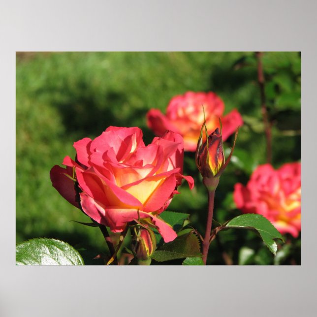 Rainbow Sorbet Floribunda Ro 140 Poster (Framsidan)