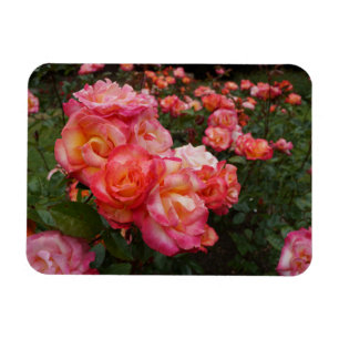 Rainbow Sorbet Ro #4 Photo Magnet