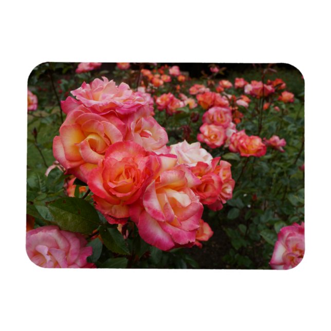Rainbow Sorbet Ro #4 Photo Magnet (Horisontell)