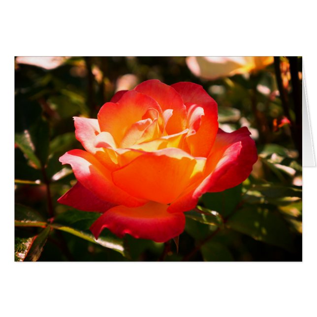 Rainbow Sorbet Ro #5-kort Hälsningskort (Framsidan Horizontal)