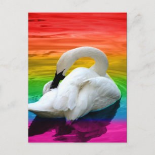 Rainbow Svan Vykort