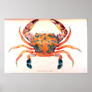 Rainbow Swimming Crab Poster