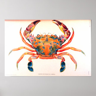 Rainbow Swimming Crab Poster