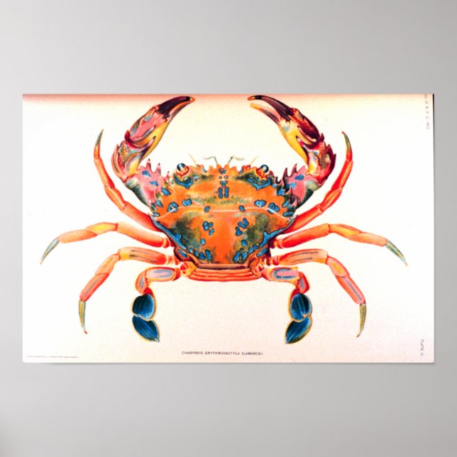 Rainbow Swimming Crab Poster (Framsidan)