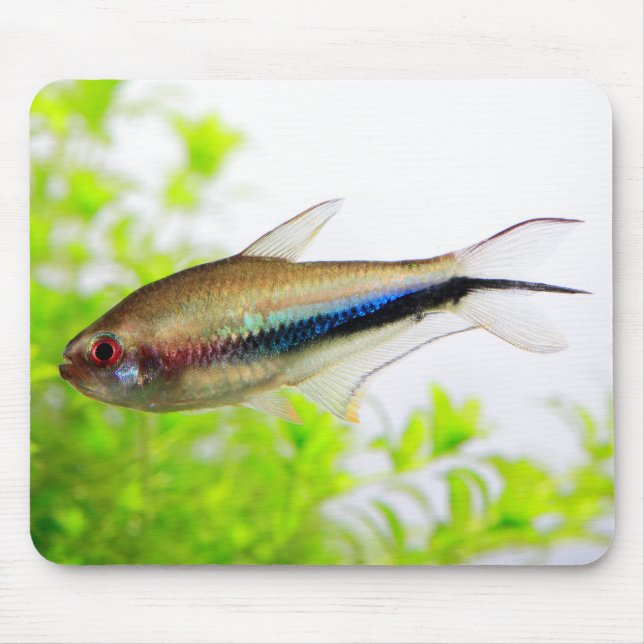 Rainbow Tetra Musmatta (Framsidan)
