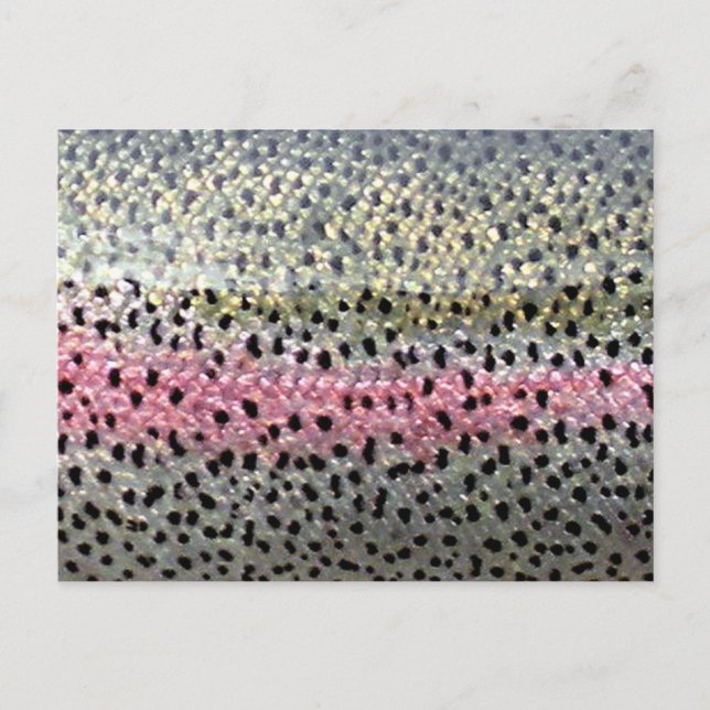 Rainbow Trout by PatternWear© Vykort (Framsida)