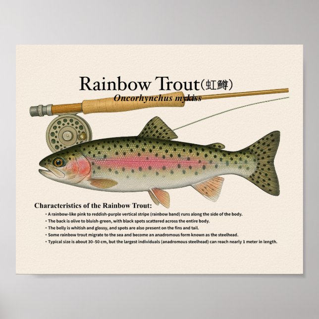Rainbow Trout – English Art Print Poster (Framsidan)