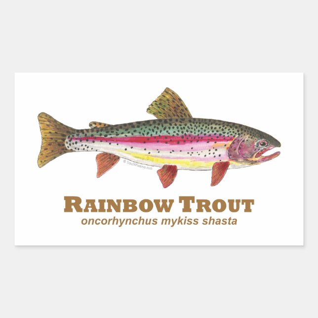 Rainbow Trout Latin Rektangulärt Klistermärke (Framsida)