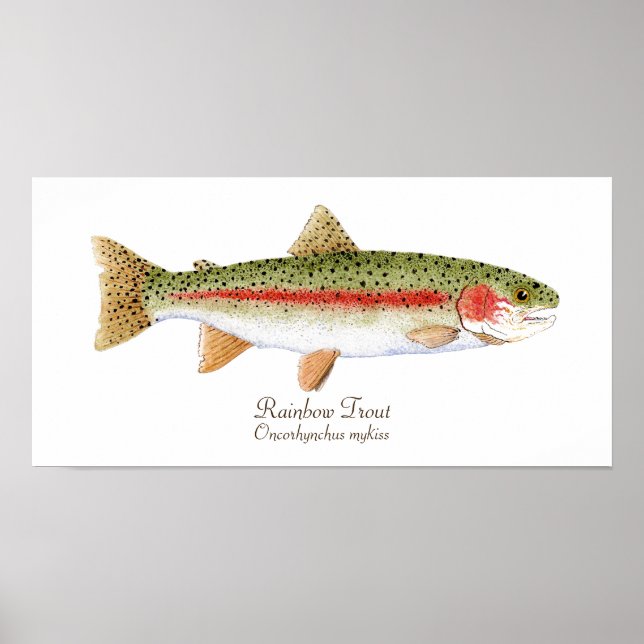 Rainbow Trout Poster (Framsidan)
