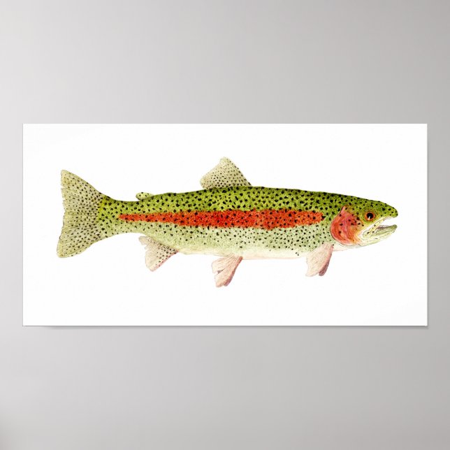 Rainbow Trout Poster (Framsidan)