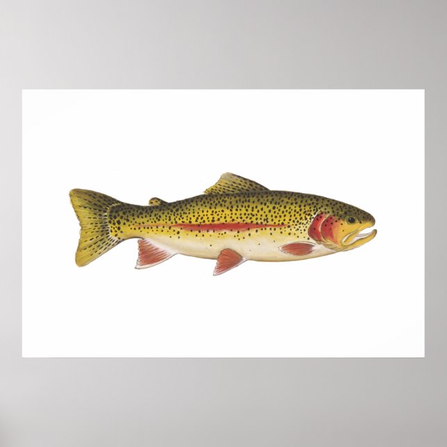 Rainbow Trout Poster (Framsidan)
