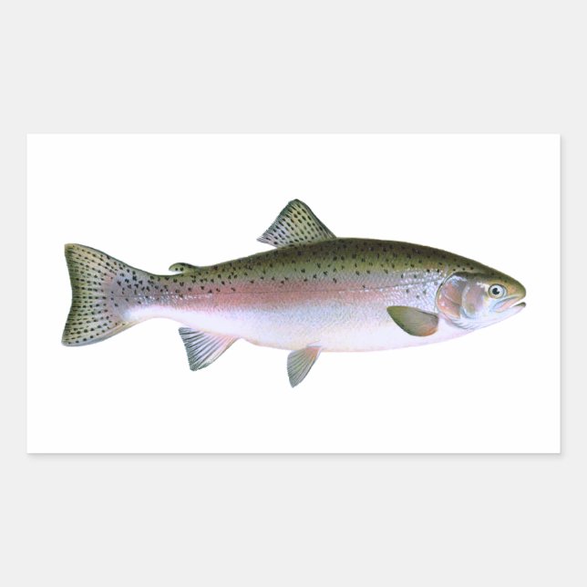Rainbow Trout Rektangulärt Klistermärke (Framsida)