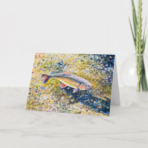 Rainbow Trout - Tack Kort