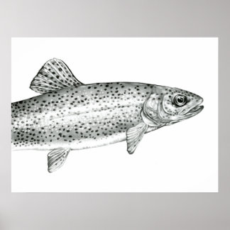 Rainbow Trout Teckning Poster