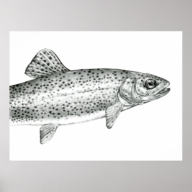 Rainbow Trout Teckning Poster (Framsidan)