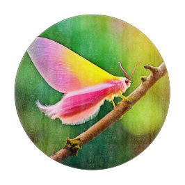 Rainbow Vinge Beauty