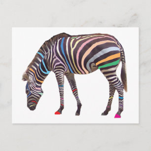 Rainbow Zebra Postcard Vykort