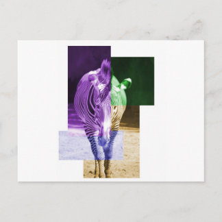 Rainbow Zebra Vykort