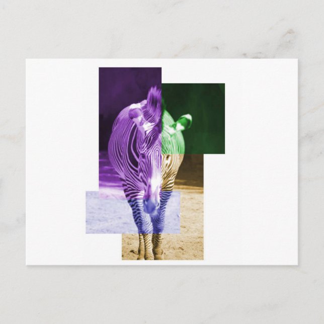 Rainbow Zebra Vykort (Framsida)