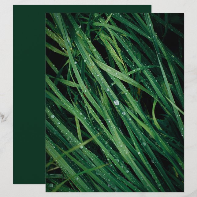 Raindrops on grass scrapbook paper (Fram/baksida)