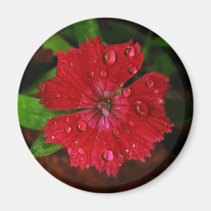 Raindrops på det härliga röda Dianthusblommafot Magnet