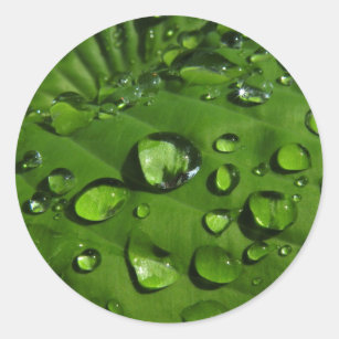 Raindrops på gröna lövklistermärkear runt klistermärke