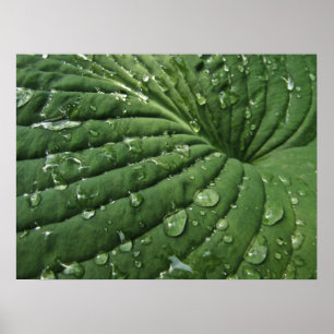 Raindrops på Hostalövaffischen Poster