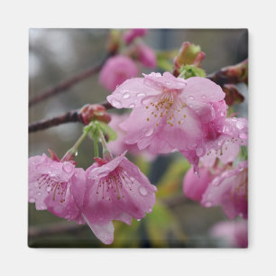 Raindrops på rosa körsbärsröda blommar magnet