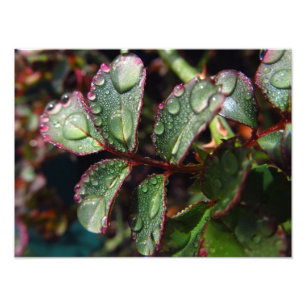 Raindrops på rosa trädlöv fototryck