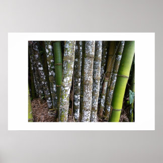 Rainforest Bamboo i Costa Rica Poster