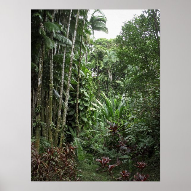 RAINFOREST BIG ISLAND POSTER (Framsidan)