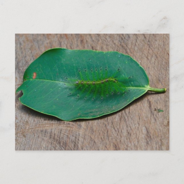 Rainforest Camouflage Vykort (Framsida)