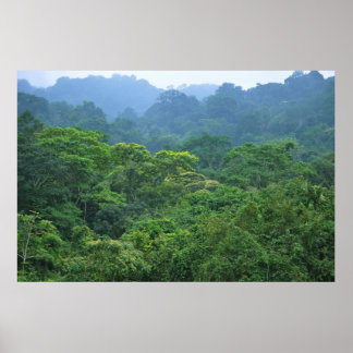 Rainforest canopy panorama poster