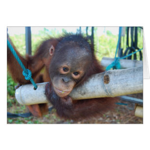 RainForest Daydrömmar vid Wildlife Baby Sanctuary Hälsningskort