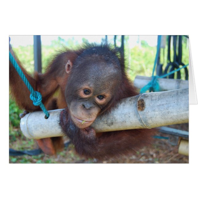 RainForest Daydrömmar vid Wildlife Baby Sanctuary Hälsningskort (Framsidan Horizontal)