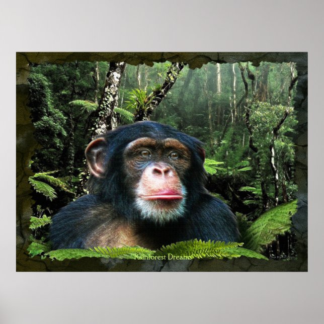 "RAINFOREST DREAMS II" Chimpanzee Art Poster (Framsidan)