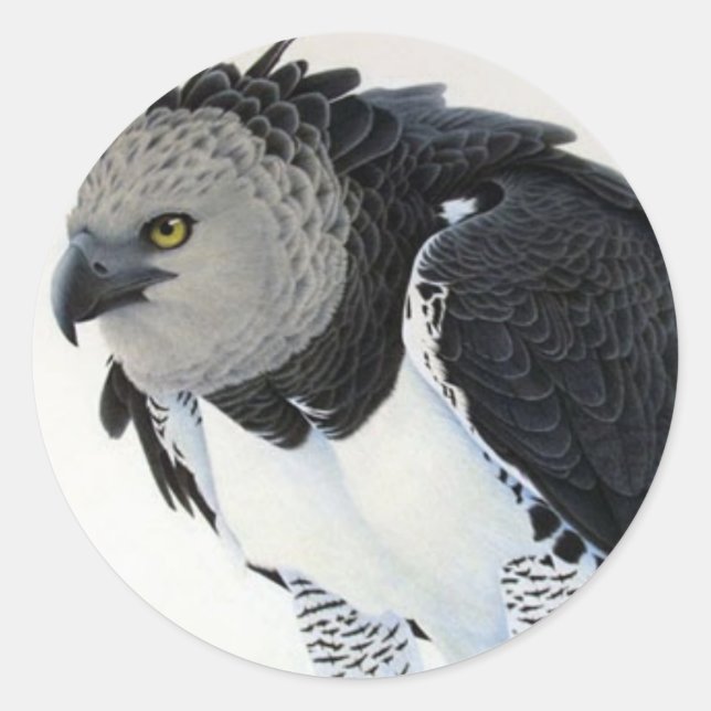 ’Rainforest-Harpy Eagle’ Runt Klistermärke (Framsida)