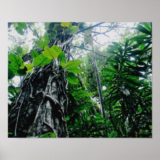 Rainforest in Paradise Print Poster (Framsidan)